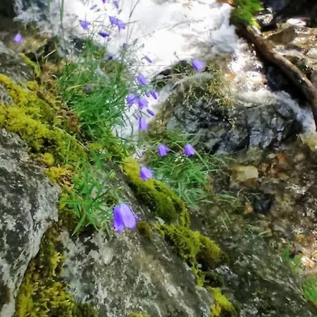 Hirschkopf Apartment