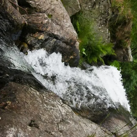 Hirschkopf *