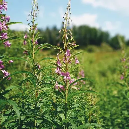 Hirschkopf Apartment *